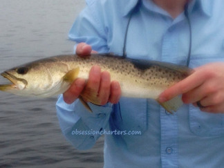 2015-03-24-trout- killough